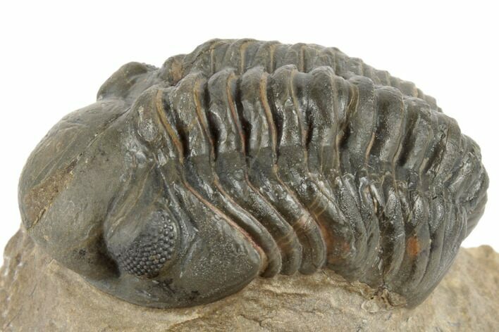 Detailed Reedops Trilobite - Atchana, Morocco #190305